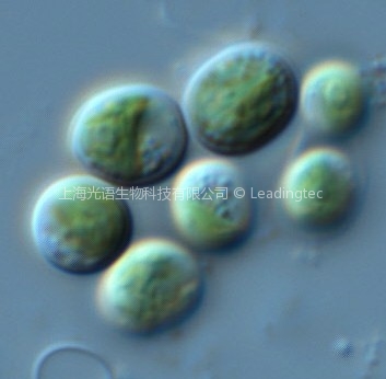 云微藻 Chlorella sp.