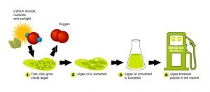 http-lawofalgae.wiki_.zoho_.com_-600x264