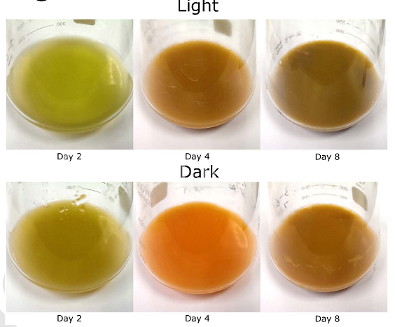 在光照及非光照情況下第2、4和8天小球藻培養(yǎng)液的顏色變化圖