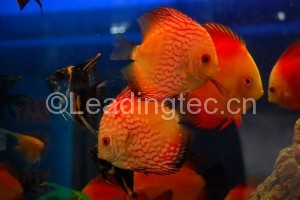 蝦青素飼料對(duì)觀賞魚(yú)的影響