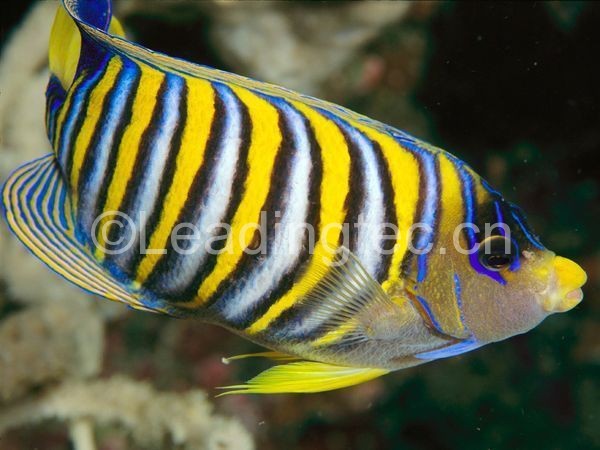 蝦青素飼料對觀賞魚的影響