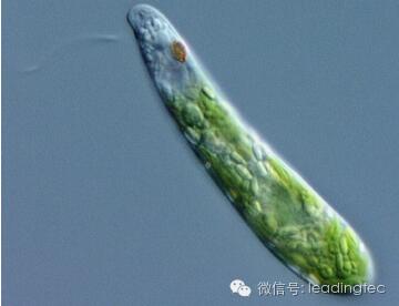 隱藻，小眼蟲，Euglena gracilis