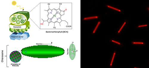 左圖為綠硫光合細(xì)菌的構(gòu)造及綠小體結(jié)構(gòu)示意圖，分子結(jié)構(gòu)為細(xì)菌葉綠素c；右圖為人工模擬分子自組裝有機(jī)納米晶體。