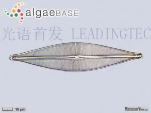 圖13.(尖頭舟型藻 Navicula cuspidate) (AlgaeBase Image Reference: 17394