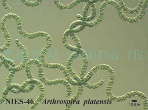 圖2. 鈍頂螺旋藻（Arthrospira?platensis） （NIES-46）