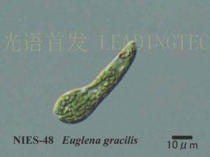 圖21. 纖細(xì)裸藻(Euglena gracilis) （NIES-0048）