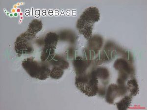 圖3.銅綠微囊藻（Microcystis aeruginosa） （AlgaeBase Image Reference: 11159）