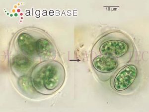 圖4.灰囊藻（Glaucocystis nostochinearum） （AlgaeBase Image Reference: 24488）