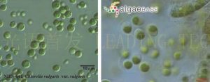 圖6.小球藻（Chlorella vulgaris） (左：NIES-642，右：AlgaeBase Image Reference: 5688）