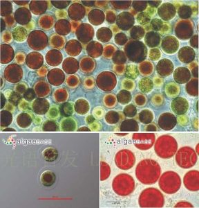 圖7.雨生紅球藻 (Haematococcus plutialis) （上：互動(dòng)百科:雨生紅球藻；左下：AlgaeBase Image Reference: 7429；右下：AlgaeBase Image Reference: 21151）