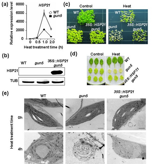 過表達(dá)HSP21顯著增強gun5突變體高溫抗性