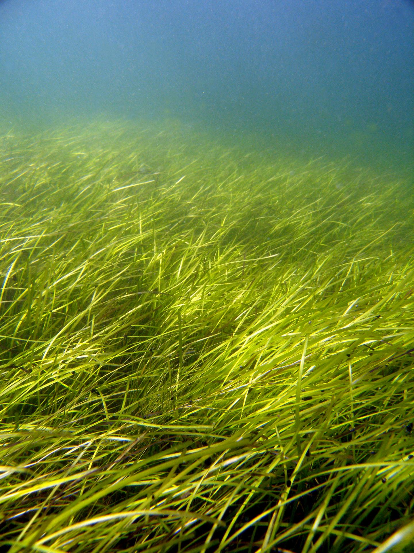 Nature首次發(fā)布海洋被子植物基因組草圖