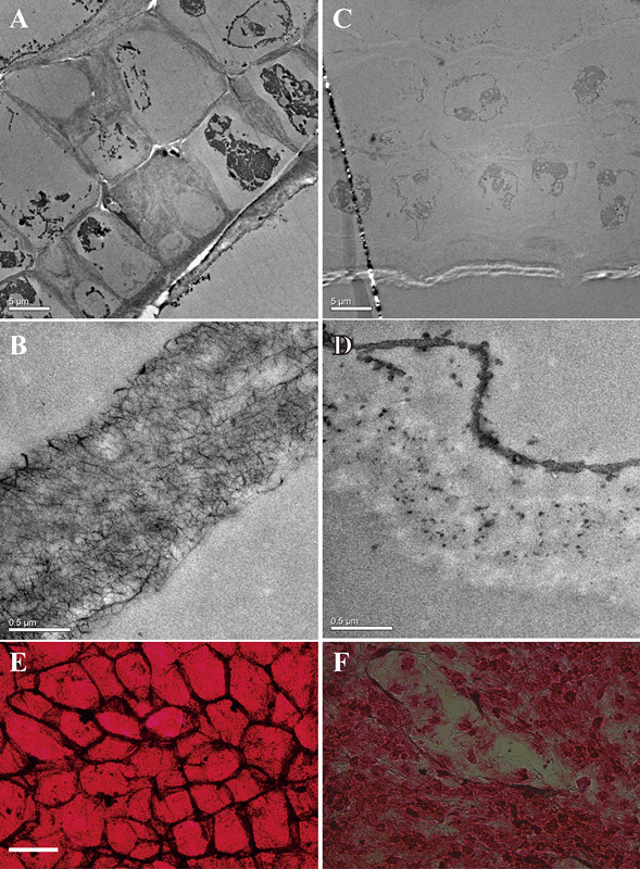 Defluviitalea phaphyphila發(fā)酵海帶后，細(xì)胞結(jié)構(gòu)的變化（ABE為發(fā)酵前的細(xì)胞壁和細(xì)胞，CDF為發(fā)酵后）