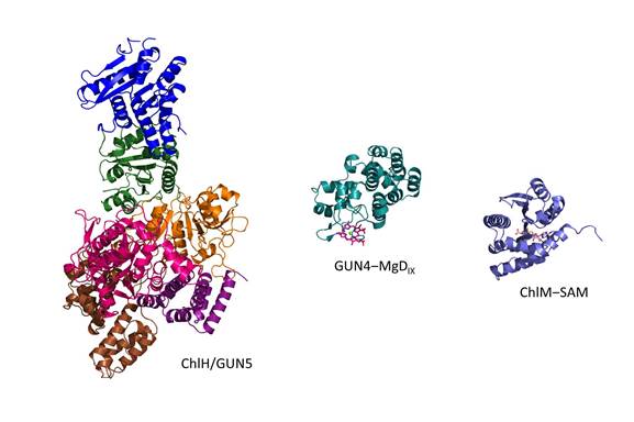 集胞藻ChlH、GUN4-鎂次卟啉、ChlM-SAM的結(jié)構(gòu)