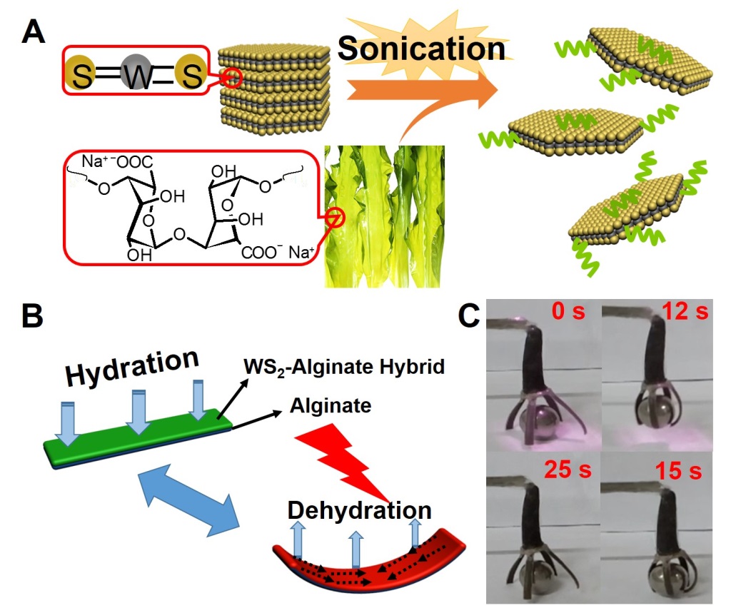 圖：（A）海藻酸鈉（SA）剝離WS2示意圖；（B）SA/WS2雜化薄膜光熱驅(qū)動(dòng)示意圖；（C）SA/WS2雜化薄膜構(gòu)筑光圖：（A）海藻酸鈉（SA）剝離WS2示意圖；（B）SA/WS2雜化薄膜光熱驅(qū)動(dòng)示意圖；（C）SA/WS2雜化薄膜構(gòu)筑光驅(qū)動(dòng)仿生抓手。驅(qū)動(dòng)仿生抓手。