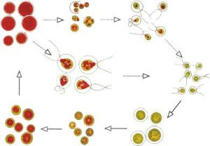 圖4. 雨生紅球藻不動孢子進入繁殖周期的示意圖 （from algaecan.com）