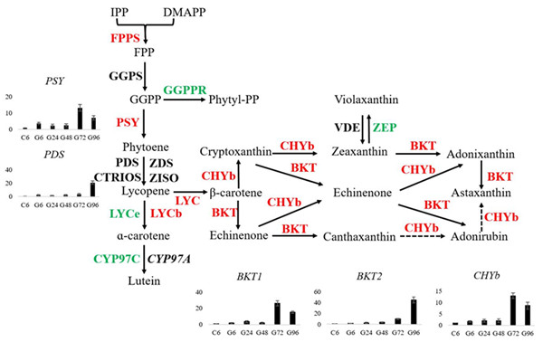 圖1.小球藻中蝦青素合成途徑中相關(guān)酶的表達(dá)情況。紅色表示表達(dá)上調(diào)的基因，綠色表示下調(diào)的基因，黑色表示不變的基因。