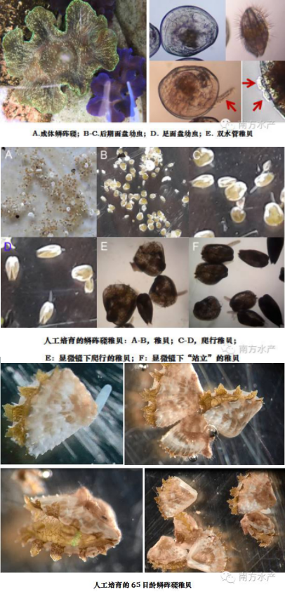 硨磲稚貝在國內(nèi)首次人工培育成功