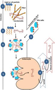 圖10.β-胡蘿卜素攝入的過程（Saini et al., 2015）