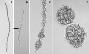 圖11.葛仙米藻絲群體發(fā)育過(guò)程；A.藻絲，B.具有鞘的絲狀體，C.非絲狀體群體和D.絲狀體群體。（引自鄧中洋博士論文，2006）