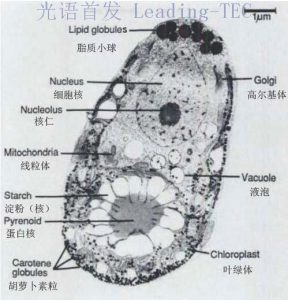 圖3.電鏡拍攝的鹽藻細胞及亞細胞結(jié)構(gòu) （By Ami Ben-Amotz & Mordhay Avron）