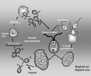圖4. 鹽藻的生活史（繁殖方式，F(xiàn)rom Wikipedia）