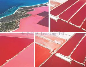 圖6.赫特瀉湖（Hutt Lagoon）作為鹽藻養(yǎng)殖場 （Betatene公司，原屬德國藥企科寧公司Cognis，現(xiàn)屬巴斯夫？） （*湖水的粉紅色其實主要是由一種嗜鹽細菌引起的，鹽藻所形成的水色主要為黃棕色）