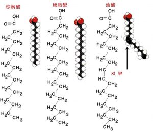 圖1.脂肪酸的化學結(jié)構(gòu)式和分子結(jié)構(gòu)示意圖