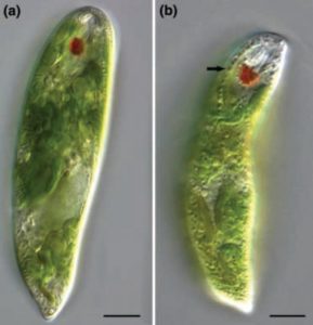 圖14. Zimba等研究所用的兩種眼蟲(chóng)（左為血紅裸藻，E. Sanguinea；右為顆粒裸藻，E. Granulata，UTEX- LB2345），注意左圖的血紅裸藻并不顯示紅色。