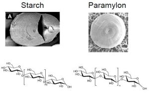 圖16.淀粉（左）與副淀粉（右）顯微結(jié)構(gòu)與化學(xué)式的區(qū)別