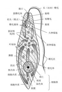 圖3.眼蟲(chóng)的細(xì)胞結(jié)構(gòu)示意圖