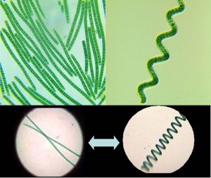 圖3.直線型與螺旋線細(xì)胞群體，（圖上左為直線型細(xì)胞株TBSM1-5，圖上右為螺旋型細(xì)胞株TBSHX-1，均引自http://algae-lab.com/，下圖引自http://www.spirulinaacademy.com/）