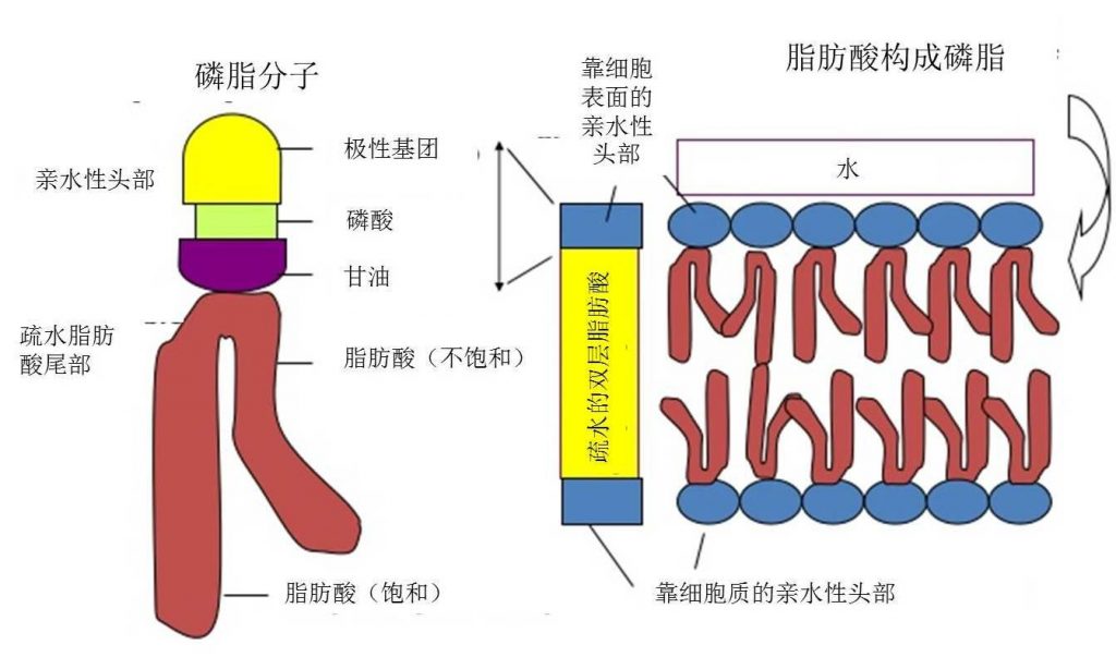 圖6.細胞膜磷脂雙分子層結(jié)構(gòu)示意圖。一個甘油、兩個脂肪酸（飽和/不飽和）和一個磷酸構(gòu)成一個磷脂分子，磷酸頭朝外，脂肪酸尾朝內(nèi)，尾尾相對組成雙層。（如果脂肪酸都是飽和的，細胞膜無法形成，如果飽和的脂肪酸少了，就跟豬油一樣凝結(jié)了！?。。。? width=