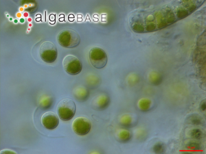 小球藻，Chlorella vulgaris Beyerinck ?(Algaebase:5688)