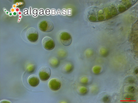 圖1.小球藻，Chlorella?vulgaris?Beyerinck （Algaebase：5688）