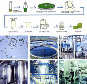 圖5.八重山的小球藻養(yǎng)殖工藝，首先進(jìn)行種子液的培養(yǎng)，然后在圓池中進(jìn)行放大培養(yǎng)，以碟片式離心機(jī)進(jìn)行濃縮，濃縮液冷卻后（抑菌）進(jìn)行短暫的加熱處理（滅菌及滅葉綠素酶酶活），進(jìn)行噴霧干燥后即可進(jìn)行壓片等后續(xù)加工。（破壁的工藝有幾種可選，如對(duì)濃漿進(jìn)行碾磨或高壓均質(zhì)，對(duì)干粉進(jìn)行氣流對(duì)撞等）
