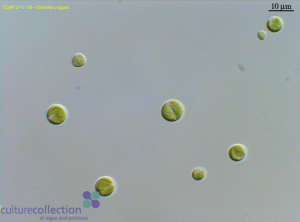 圖4.保藏于CCAP的小球藻（編號(hào)211/11B），為Beijerinck所分離的普通小球藻典型株（另見同源株UMACC 248; SAG 211-11b; UTEX 259; IAM C-207; UTCC 111）