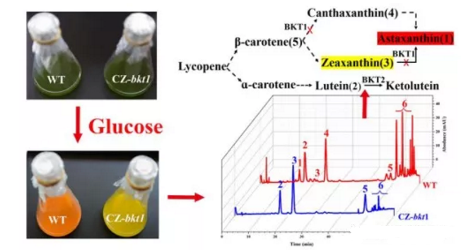 BKT1的失活使小球藻CZ-bkt1積累玉米黃素（3）、葉黃素（2）和β-胡蘿卜素（5）