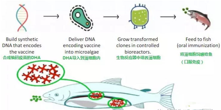 魚類口服疫苗