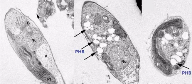 藻細(xì)胞的電鏡照（左邊圖為正常藻細(xì)胞，中間和右邊圖為產(chǎn)生PHB的藻細(xì)胞，白色顆粒即PHB）