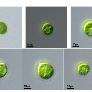 雨生紅球藻(GY-D34Haematococcus pluvialis)