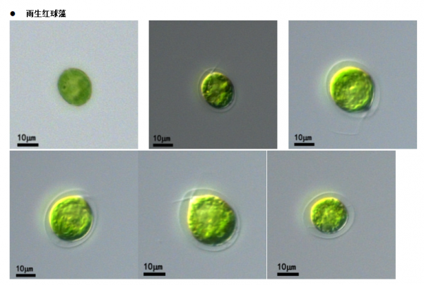 雨生紅球藻(GY-D34Haematococcus pluvialis)