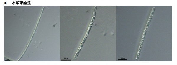 水華束絲藻(GY-D23Aphanizomenon flosaquae)