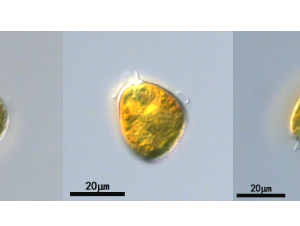 海洋原甲藻(GY-H61Scrippsiella mochoidea)