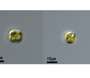 隱秘小環(huán)藻(GY-H67Cyclotella cryptica)