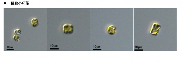 隱秘小環(huán)藻(GY-H67Cyclotella cryptica)