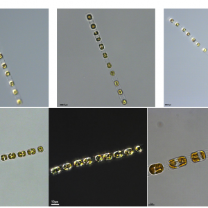 中肋骨條藻( GY-H69Skeletonema costatum)