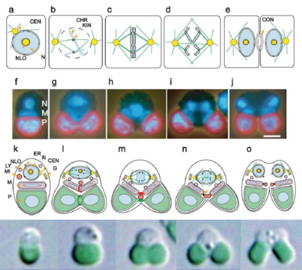 C. merolae細(xì)胞分裂過程圖解（Misumi et al., 2005；Miyagishima & Tanaka，2021）