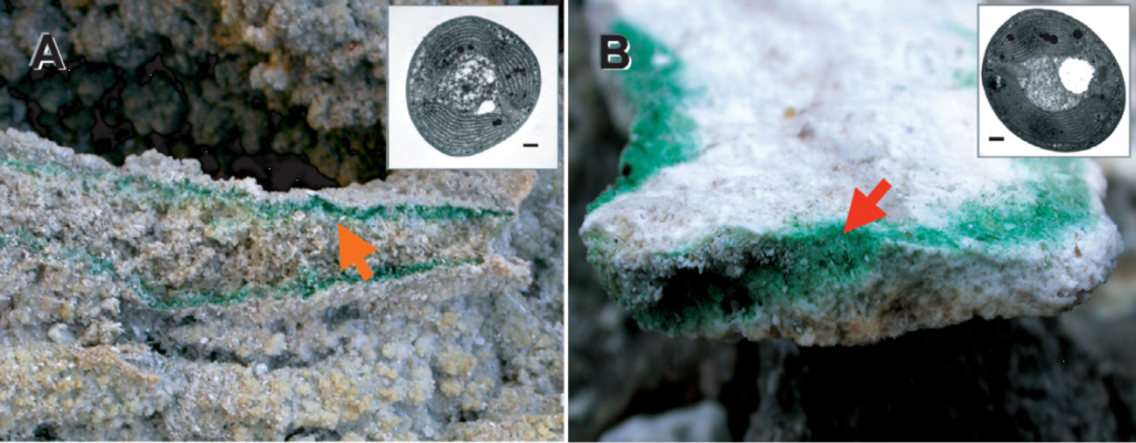 (A) 意大利托斯卡納Larderello的巖石內(nèi)和(B)那不勒斯Pisciarelli的青綠藻。箭頭表示在這些地點(diǎn)的巖石內(nèi)部繁盛的青綠藻生物群落。右上角電鏡圖像分別顯示了兩種Galdieria的細(xì)胞結(jié)構(gòu)，比例尺= 1 μm。（Yoon et al., 2006）