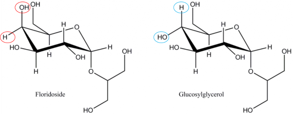 佛羅里達(dá)苷/甘油半乳糖苷（2-O-α-D-galactopyranosylglycerol）和甘油葡萄糖苷（2-O-α-D-glucopyranosylglycerol），注意佛羅里達(dá)苷與甘油葡萄糖苷在分子構(gòu)象上的差異，佛羅里達(dá)苷是紅藻光合作用的主要產(chǎn)物，佛羅里達(dá)苷是紅藻為動態(tài)碳庫，在同化為多糖分子（淀粉/糖原/細(xì)胞壁多糖）之前被暫時存儲。